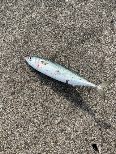 サバの釣果