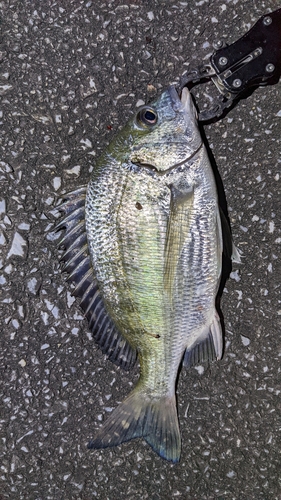 チヌの釣果