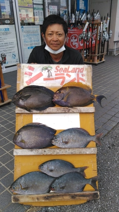 ニザダイの釣果