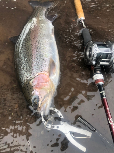 ニジマスの釣果