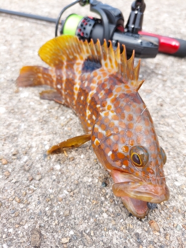 キジハタの釣果