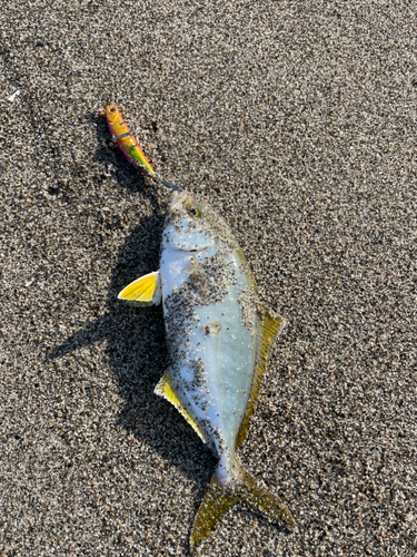 ショゴの釣果