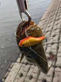 ナマズの釣果