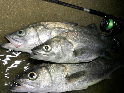 シーバスの釣果