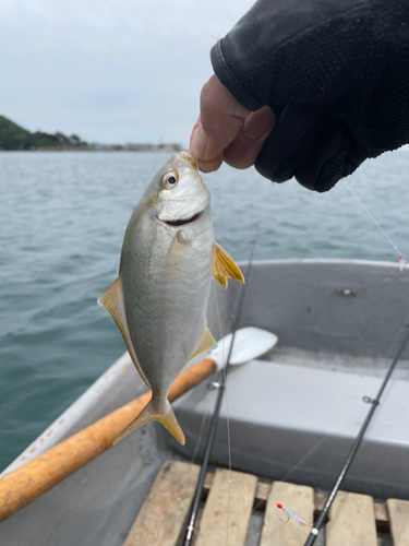 ショゴの釣果