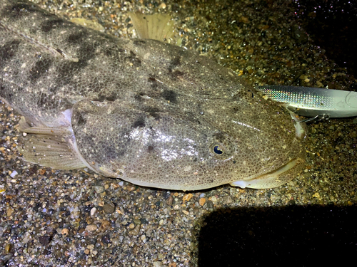 マゴチの釣果