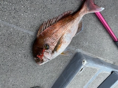 マダイの釣果