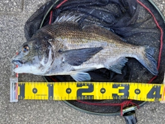 チヌの釣果