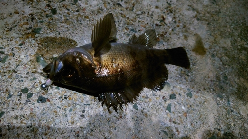 メバルの釣果