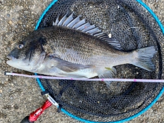 チヌの釣果