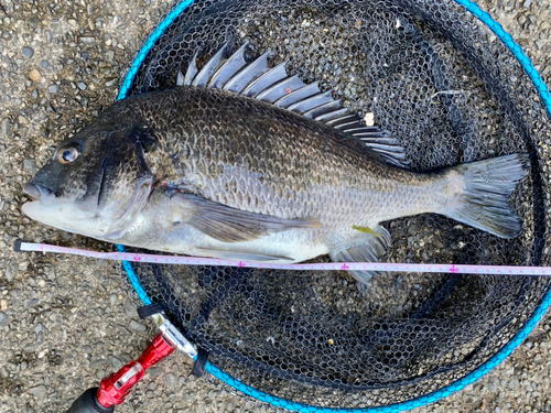 チヌの釣果