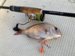 タイの釣果