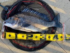 チヌの釣果