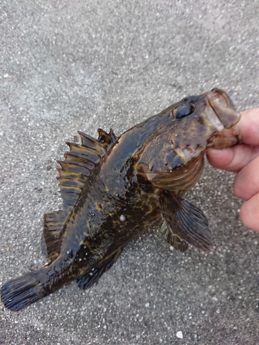 タケノコメバルの釣果