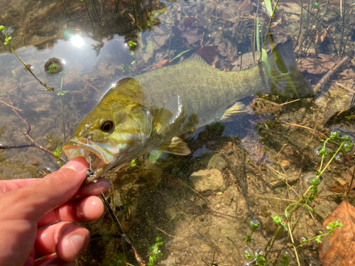 スモールマウスバスの釣果