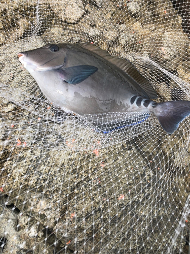 サンノジの釣果