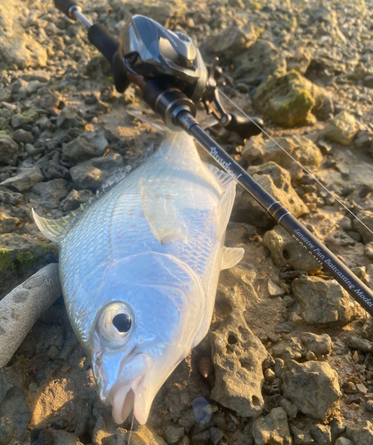 クロサギの釣果