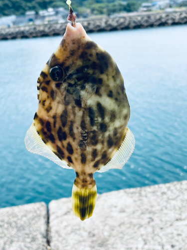 カワハギの釣果