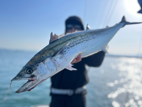 サワラの釣果