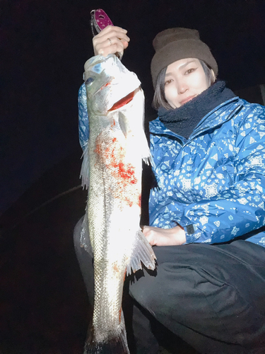 シーバスの釣果