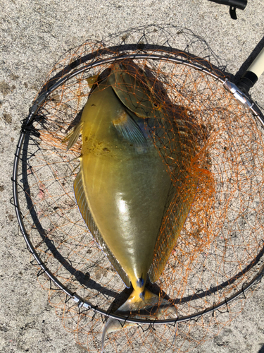 ヒメテングハギの釣果