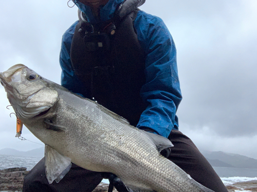 ヒラスズキの釣果