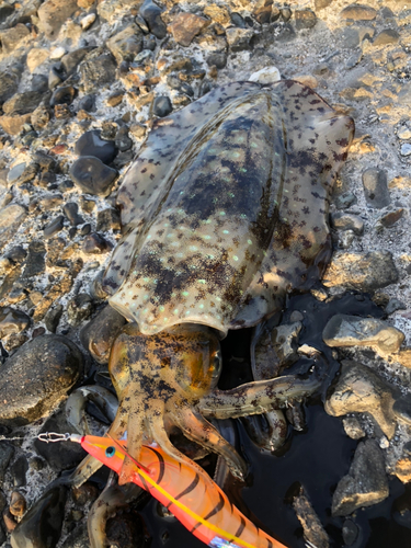 アオリイカの釣果