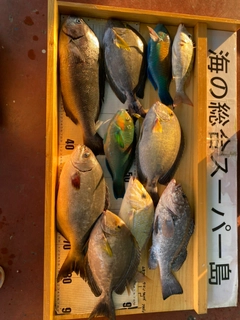 アーガイの釣果