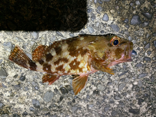 カサゴの釣果