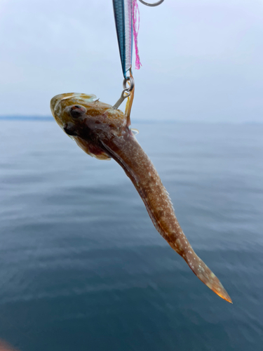 アナハゼの釣果