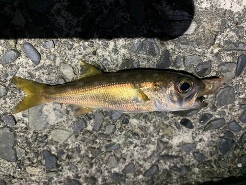 クロムツの釣果