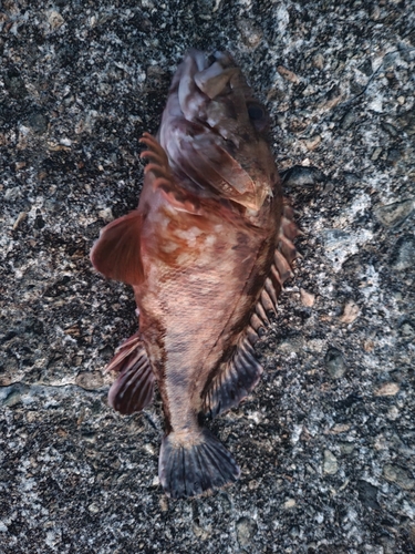 カサゴの釣果