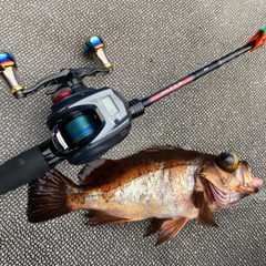 オキメバルの釣果