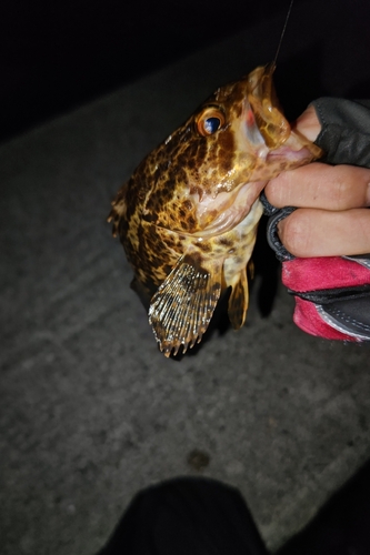 タケノコメバルの釣果