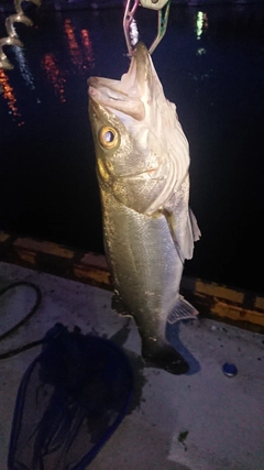 シーバスの釣果