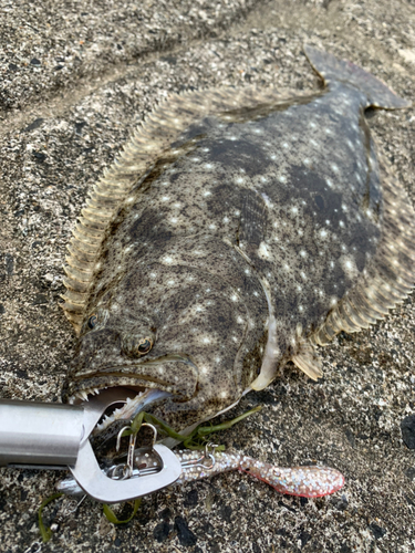 ヒラメの釣果