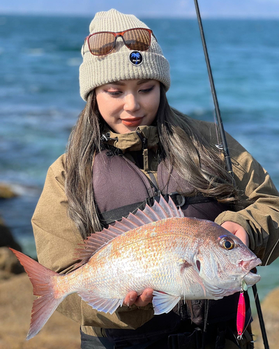 タイの釣果