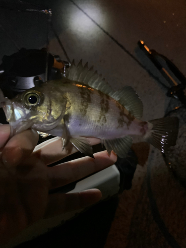 メバルの釣果