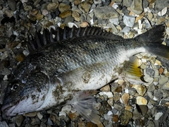 キビレの釣果