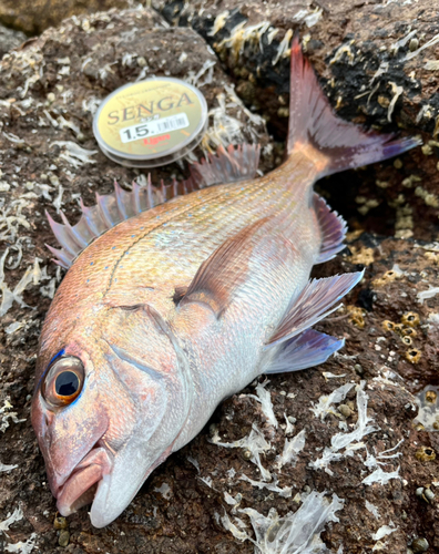 マダイの釣果