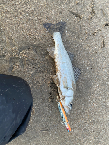 セイゴ（タイリクスズキ）の釣果