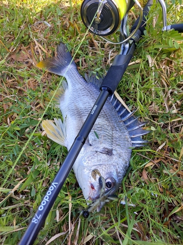 キビレの釣果