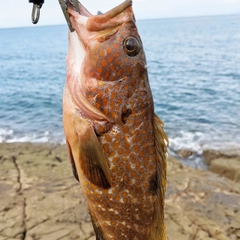 キジハタの釣果