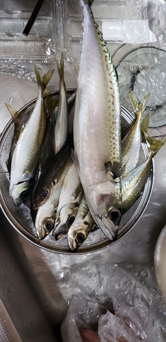 サバの釣果