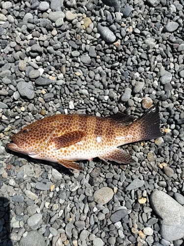 オオモンハタの釣果