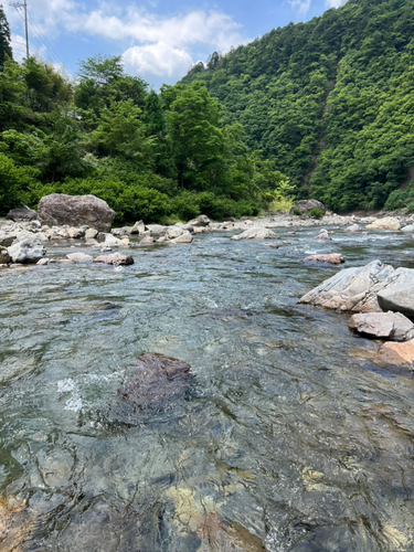 アユの釣果