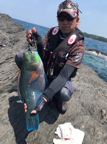 アオブダイの釣果