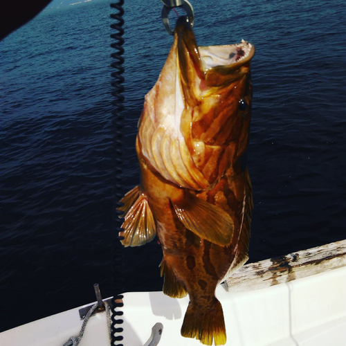 ホウキハタの釣果