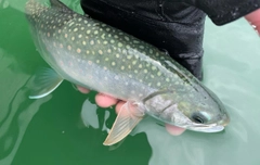 ミヤベイワナの釣果