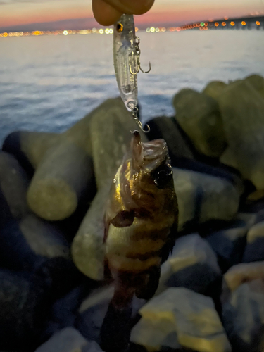 シロメバルの釣果